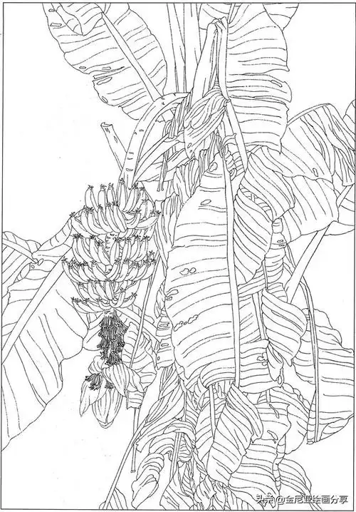工笔线描-芭蕉