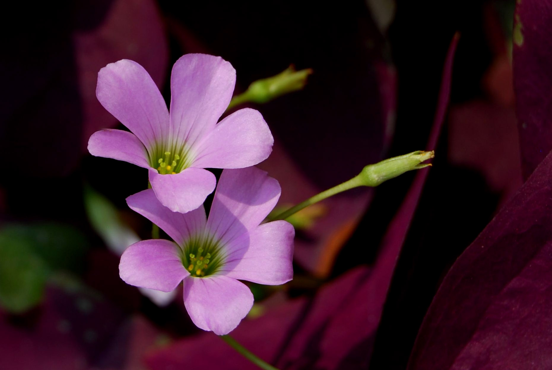 这是什么花,草本的,粉红色小花