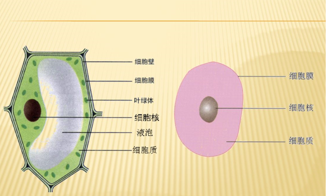 动物细胞模型制作方法
