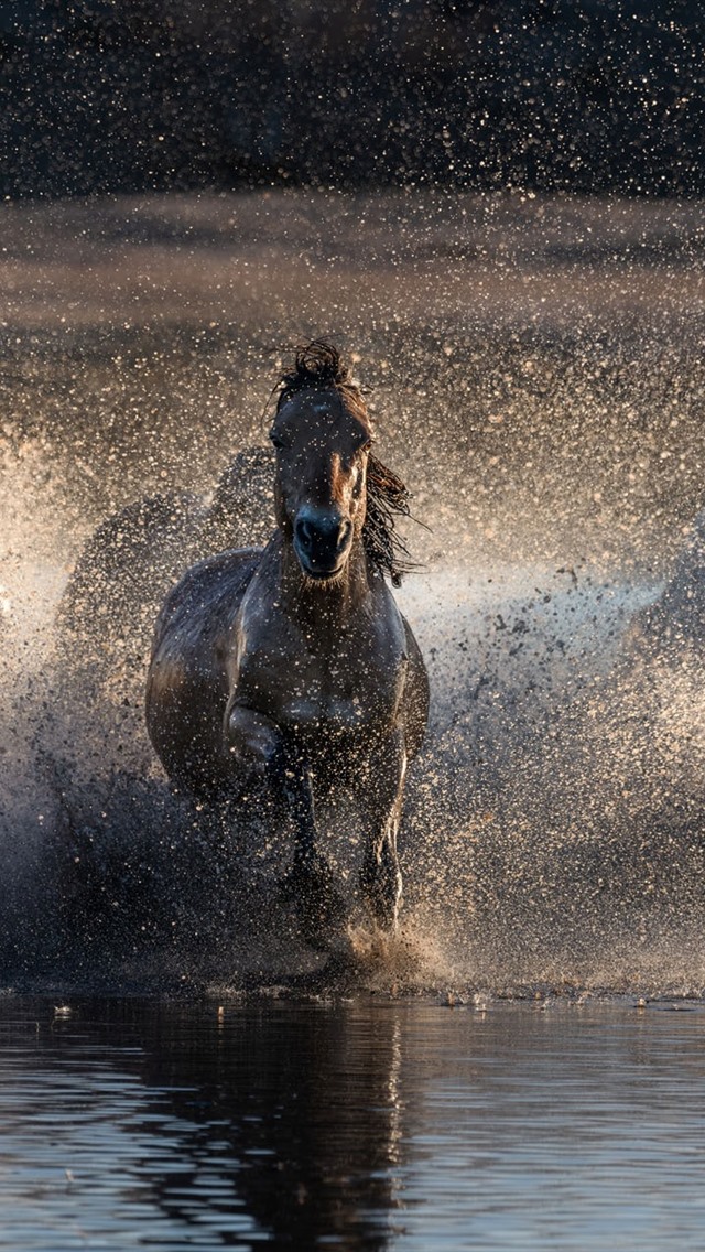 马在水中奔跑,飞溅 iphone 壁纸