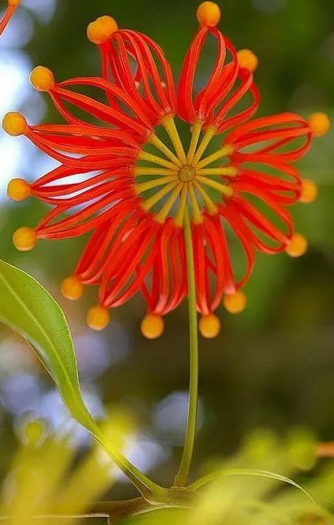 全球最美的花儿,你看过见过?