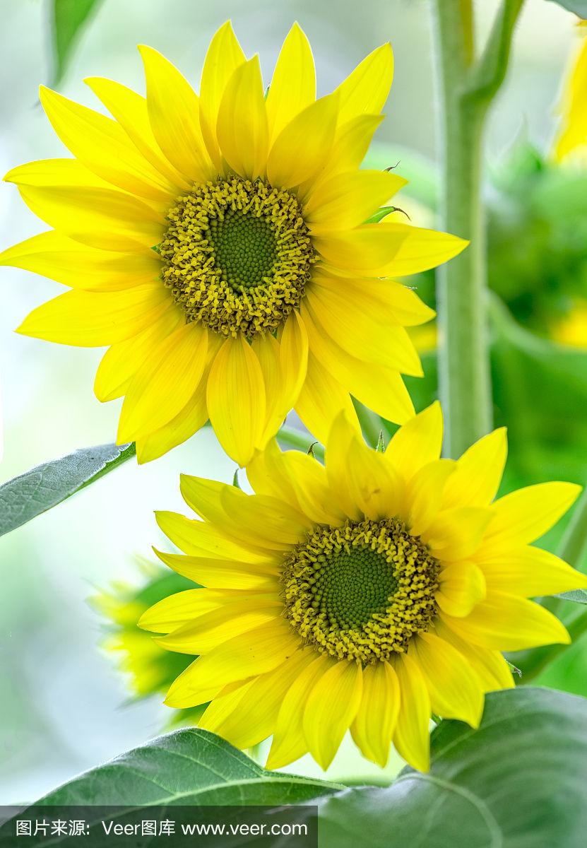 向日葵,两个物体,春天,日光,埃迪尔内