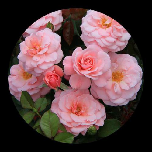 最适合微信头像的图片超美的花朵组图