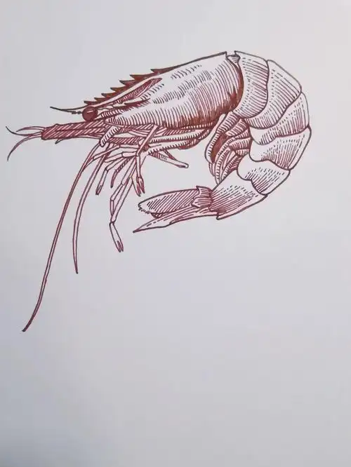 05老虎虾一只小虾米钢笔画手绘