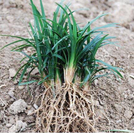麦冬草苗耐寒植物日本矮化玉龙花园庭院矮草绿植