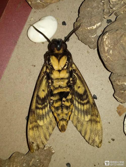 鬼脸天蛾,蜜蜂害虫