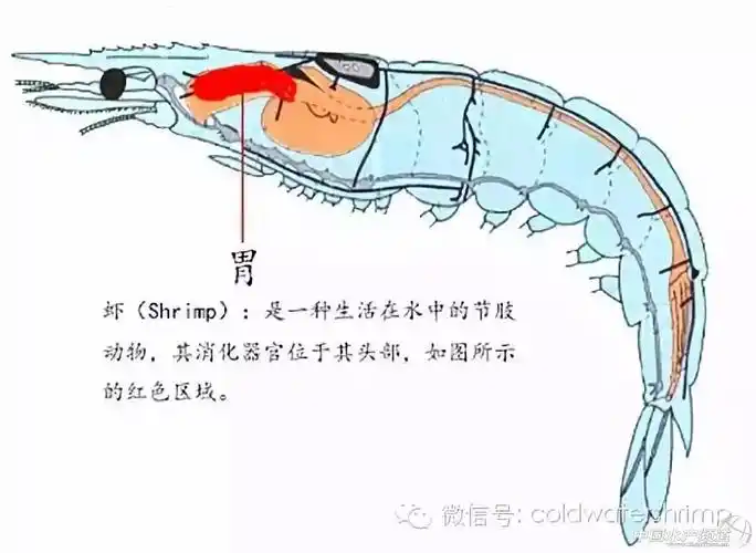 北极虾黑头,是质量还是正常现象?
