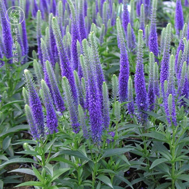 盆栽蓝色穗花婆婆矮生多年生花园耐寒耐热宿根时令草本花卉