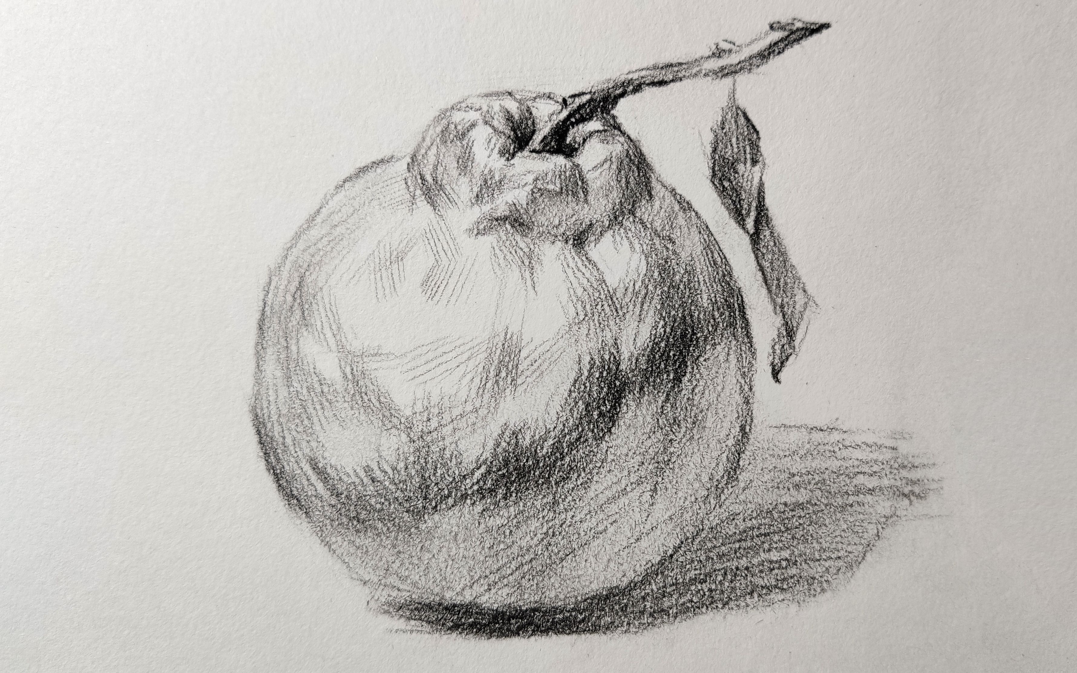 【素描静物】丑橘结构素描 素描桔子