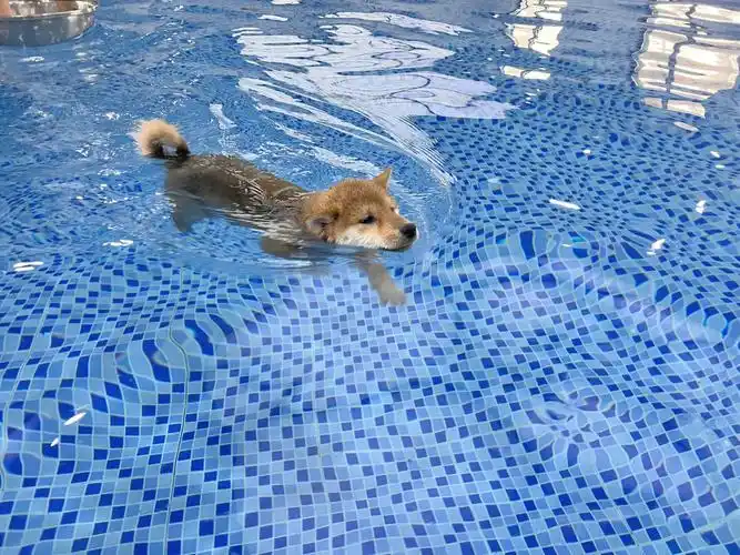 三个月的柴犬第一次游泳