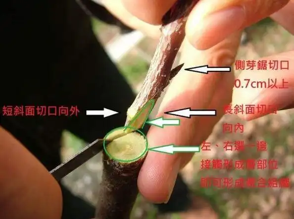 蟹爪兰最牛嫁接