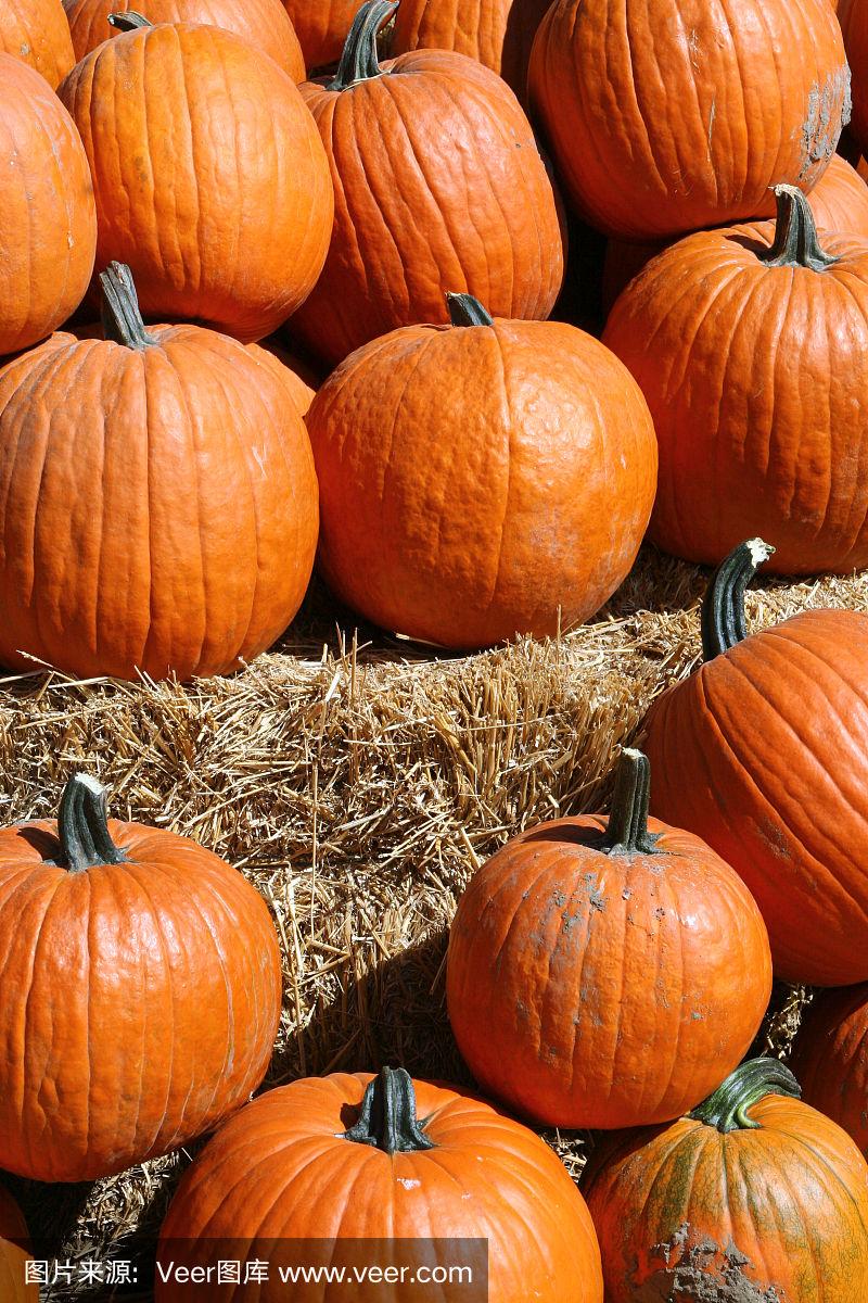 秋天的南瓜在阳光下