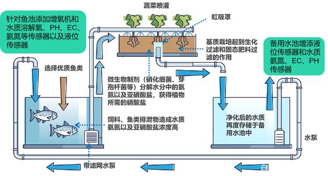 新商机鱼菜共生基地与科普教育农事体验餐饮旅游相结合