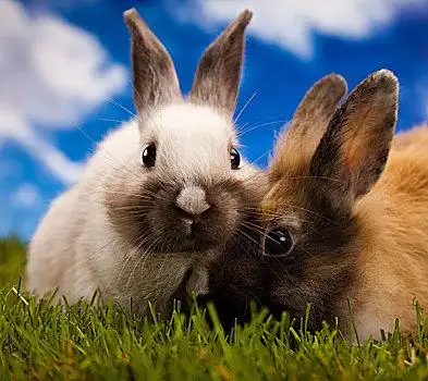 兔子,青草