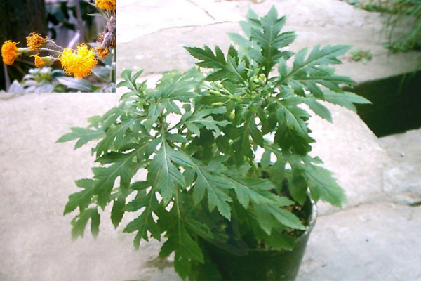 家里种的三七草图片4枚轮生于茎顶叶柄长45厘