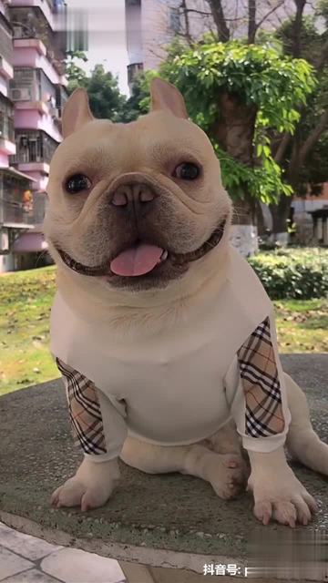 要注意表情管理 笑不露齿法国斗牛犬-萌宠视频-搜狐视频