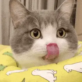 历史回顾网红猫咪土豆表情包八