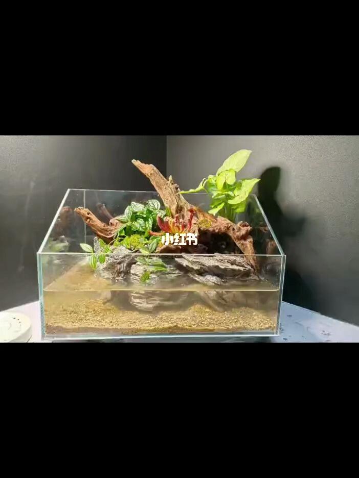 定制沉木角蛙水陆造景缸