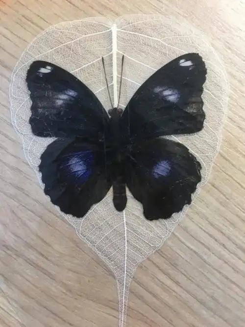 注意标本是死蝴蝶的翅膀,在专门的地方制作