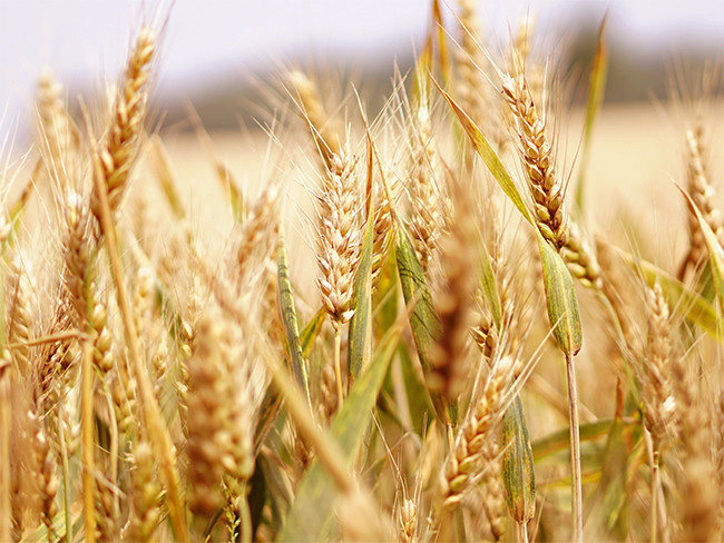 小麦高清图片素材,主题为小麦,可用作小麦图片,成熟的麦子,麦子图片