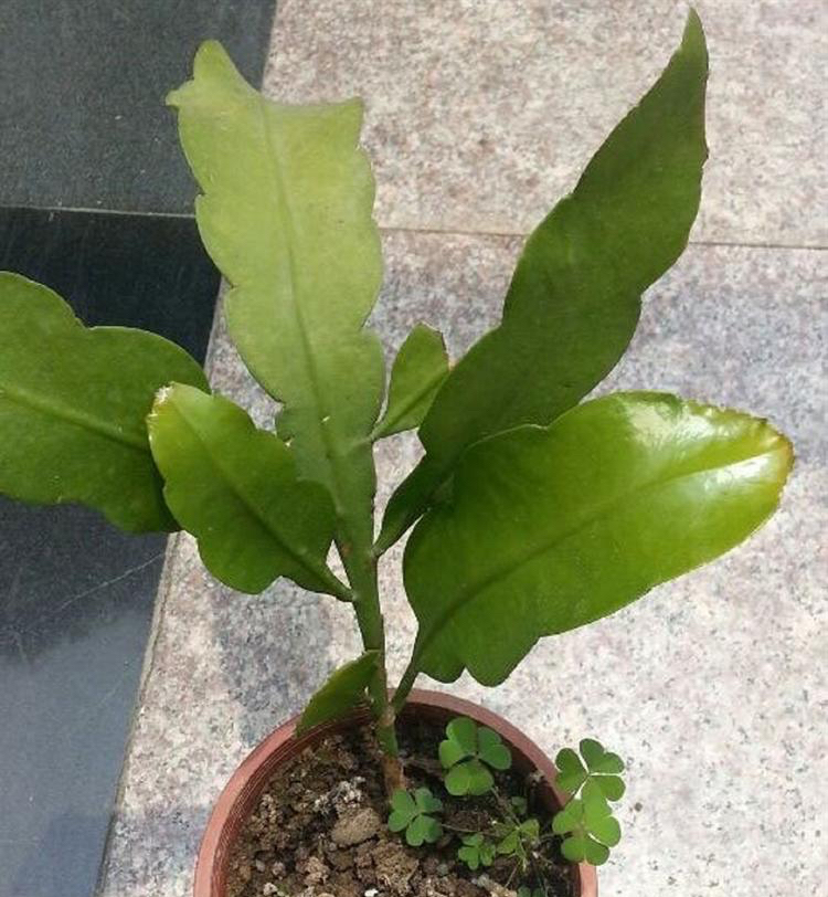 想要养昙花,用一片叶子就可以扦插一盆,花儿又大又美仙气十足