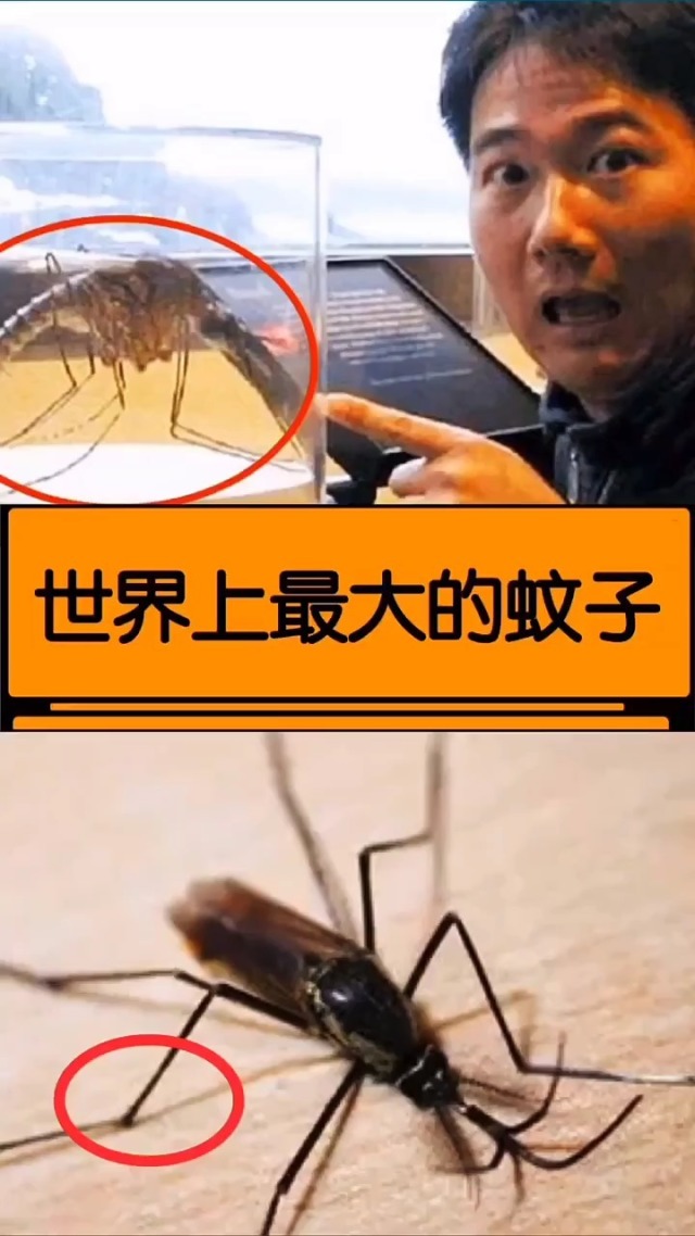 世界上最大的蚊子!omg