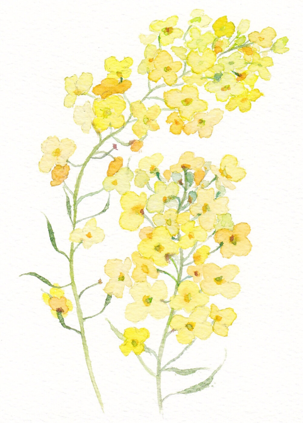 水彩花草练习春风十里不如嫩黄一野