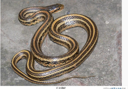 擅长:花鸟鱼虫宠物 向ta提问私信ta  展开全部 或许是福清白环蛇,可以