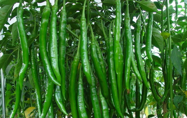 红彤彤的辣椒是非常好看的,也非常的好吃,尤其是到了冬天,很多人吃饭