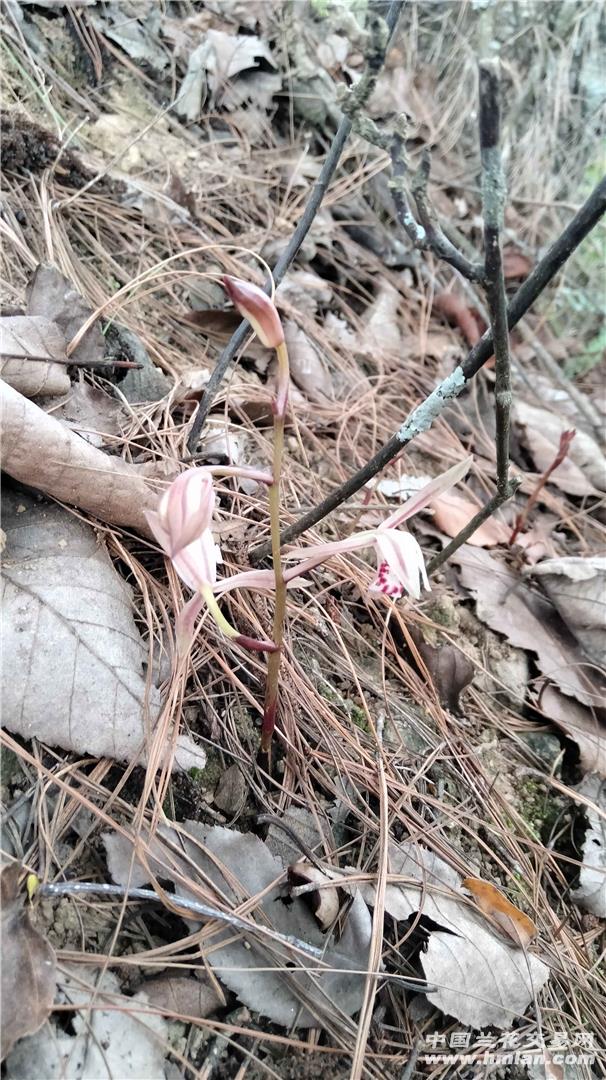 无叶兰-兰市行情-中国兰花交易网社区