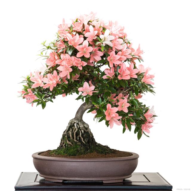 盆栽名贵花卉有哪些品种,适合家里种植