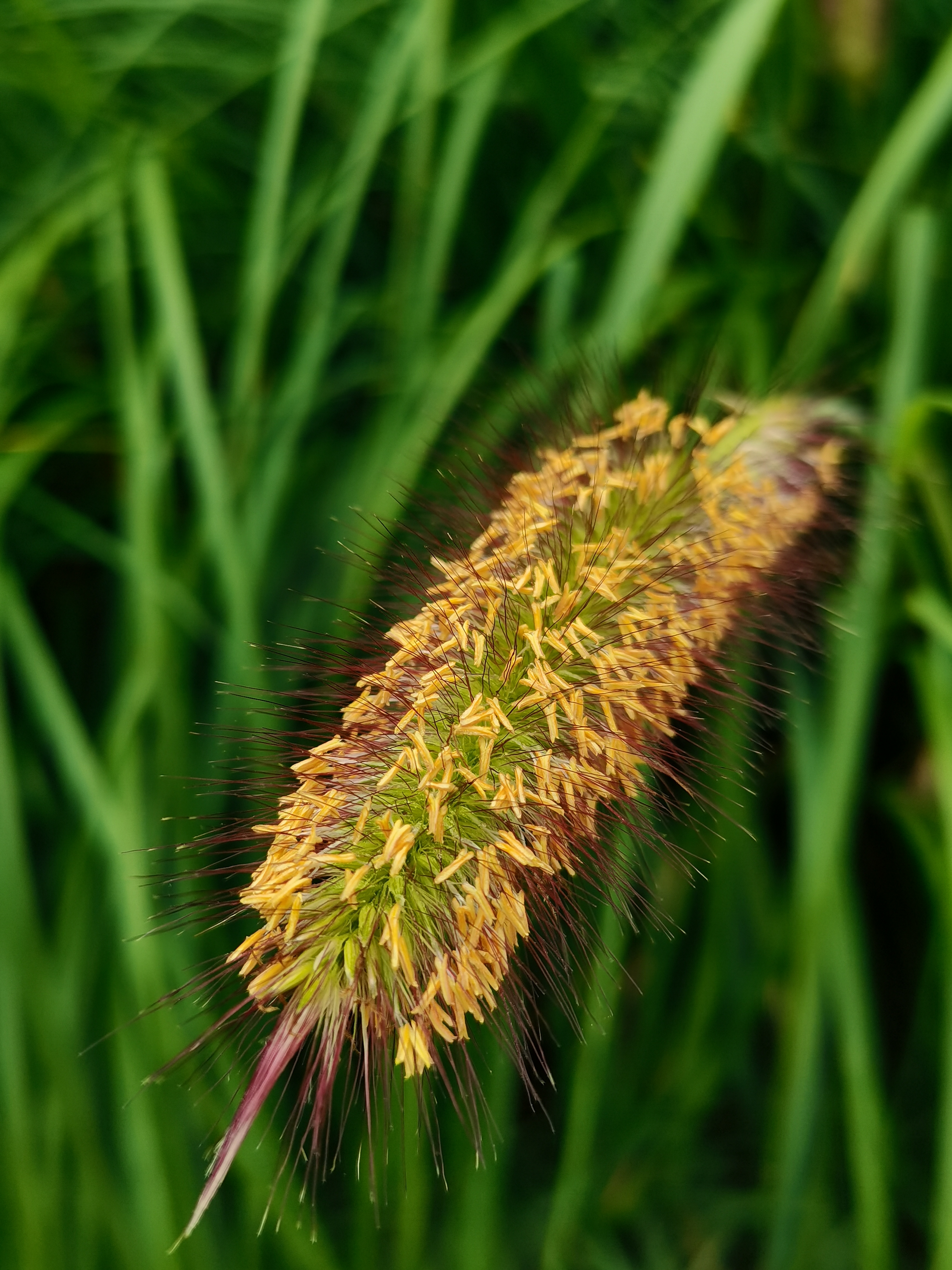 野火烧不尽 春风吹又生——狼尾草  禾本科狼尾草属多年生植物,病虫害
