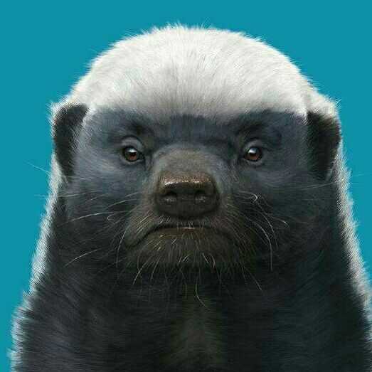 蜜獾能有多蛮多横?