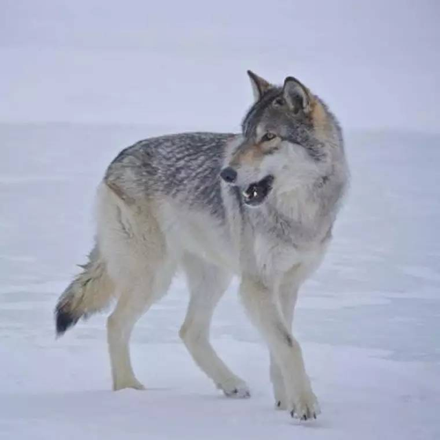 东北狼王为救治病重母狼,冒死硬闯兽医家,5年后狼王携狼群来报恩