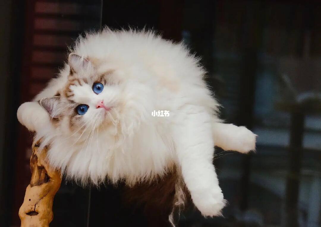 冬天的你们真的赏心悦目#布偶猫  #布偶猫舍  #布偶猫找家  #布偶猫