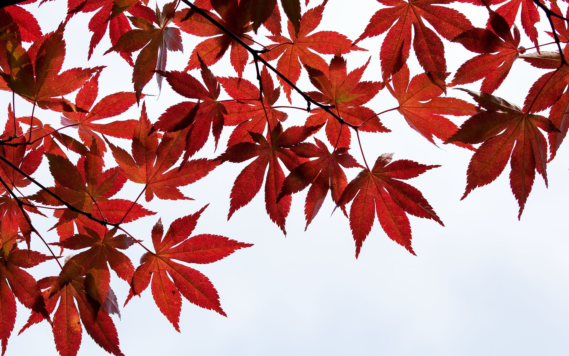 唯美红色枫叶图片桌面壁纸