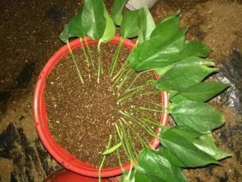 绿萝压条繁殖,简单易操作三步搞定