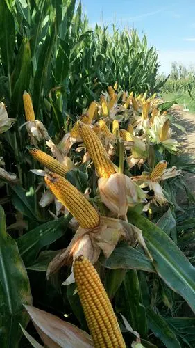 我甘肃老家的玉米丰收季