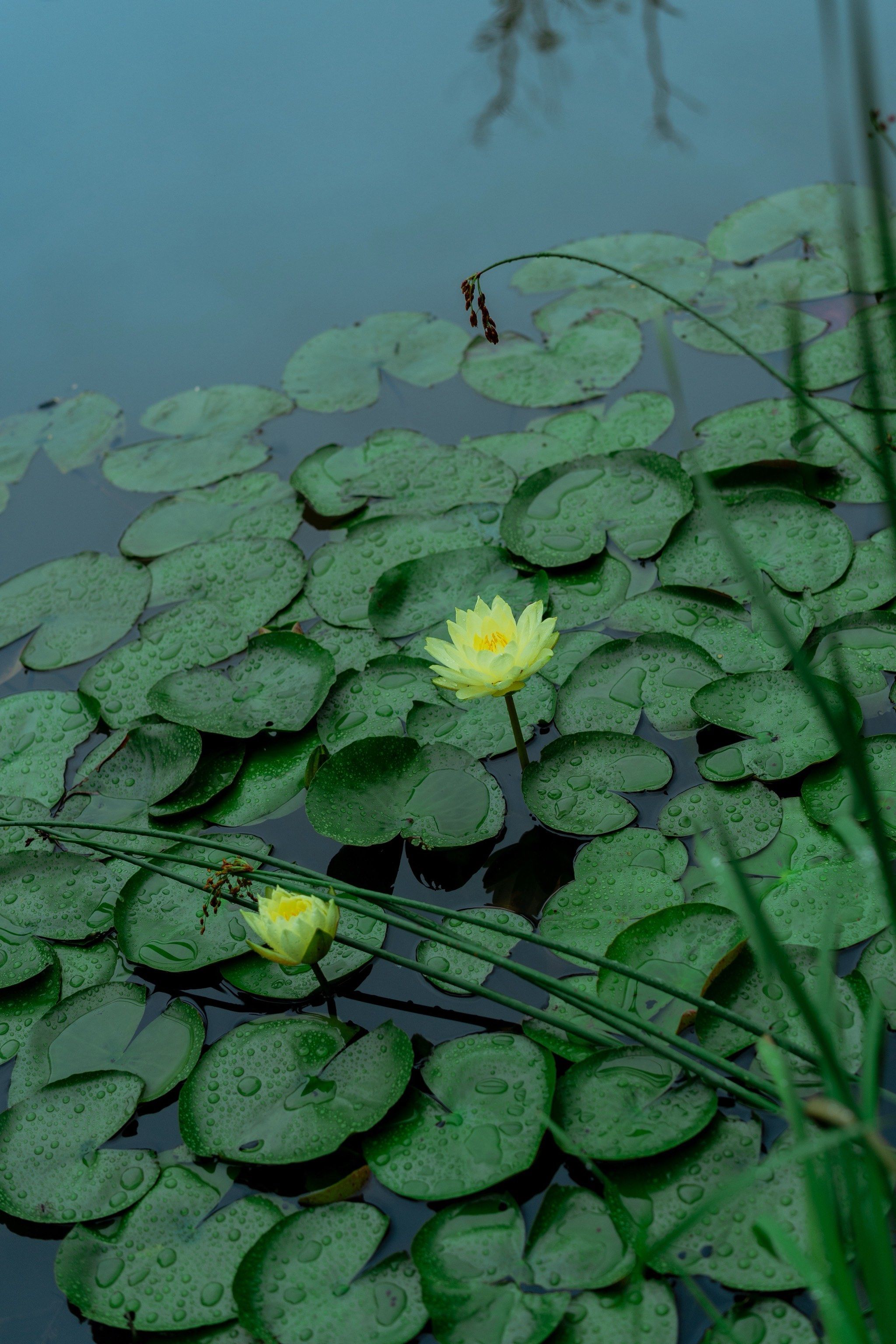 摄影分享|初夏的下雨天
