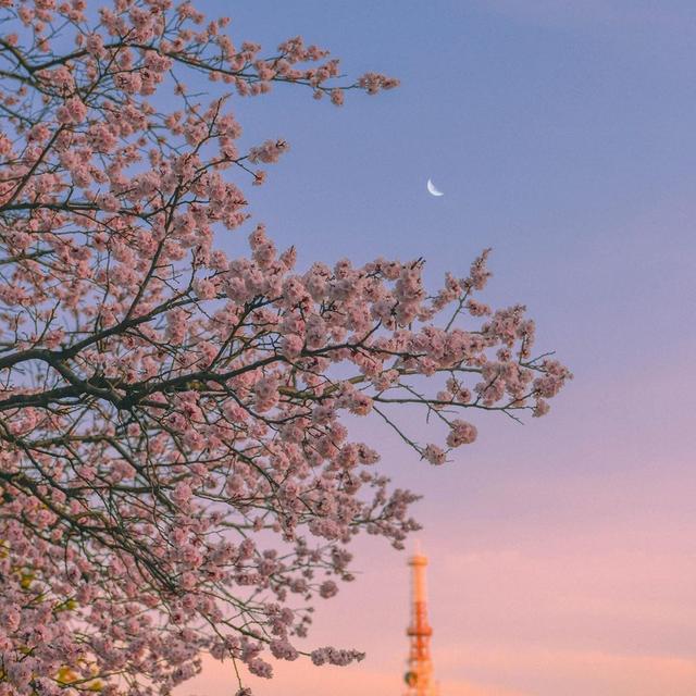 粉粉的樱花头像你喜欢吗?