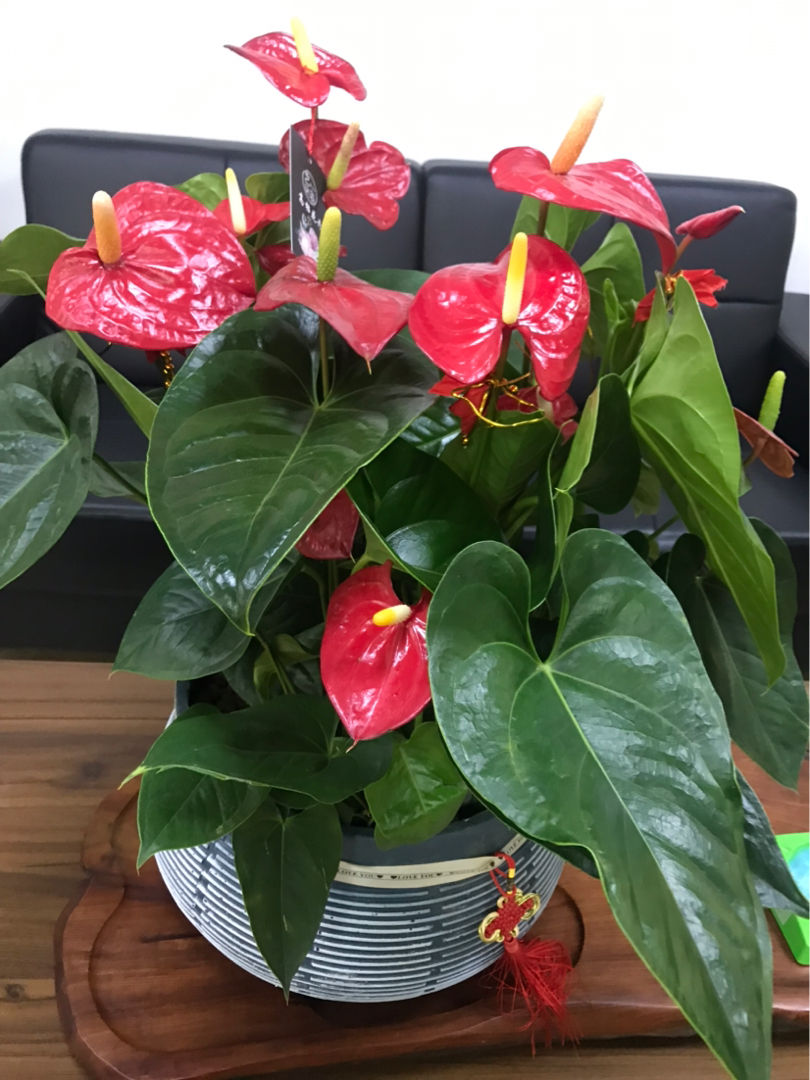 12生肖对应的招财花来看看属于你的是哪一种