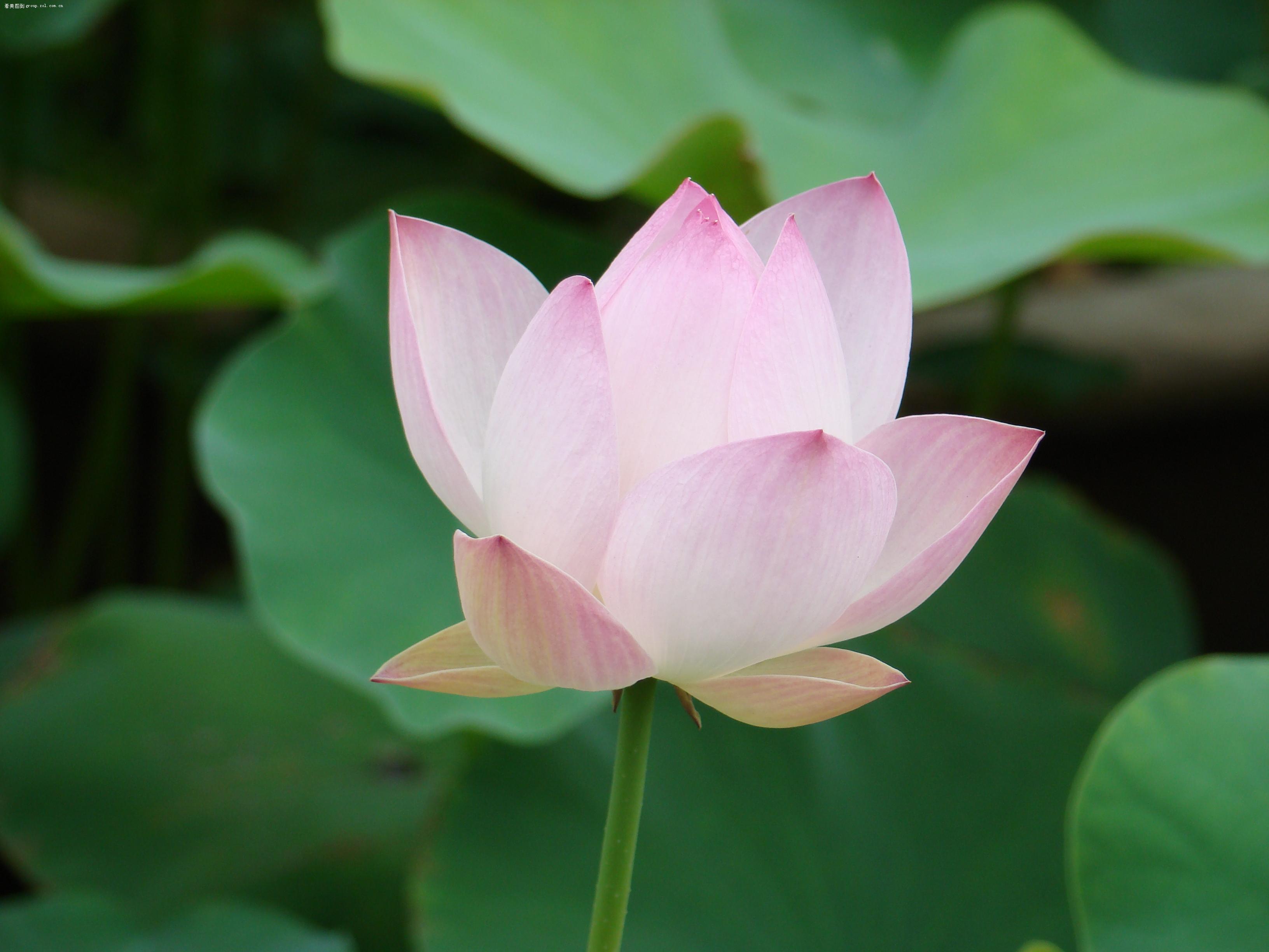 公园荷花 真的很漂亮 大虾指点哦