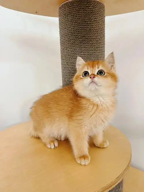 12色金渐层弟弟