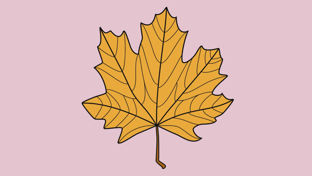 47 金黄的梧桐树叶简笔画