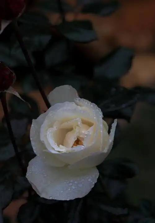 雨中的玫瑰
