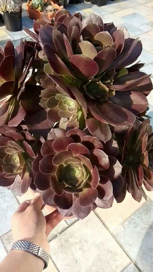 96一物一拍96超级大的手棒韶羞法师,已养好几年了,状态十分美丽