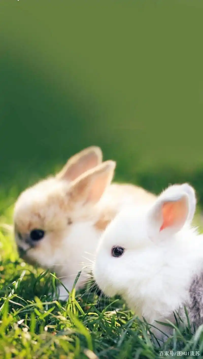 中秋快到了 送你可爱的兔子壁纸