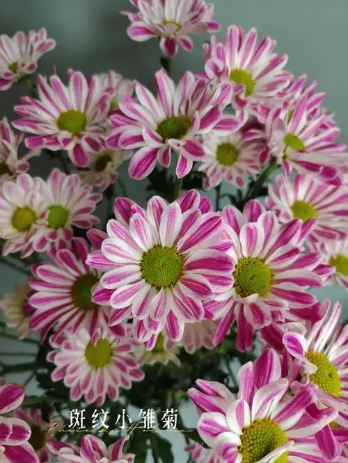 深色斑纹小雏菊