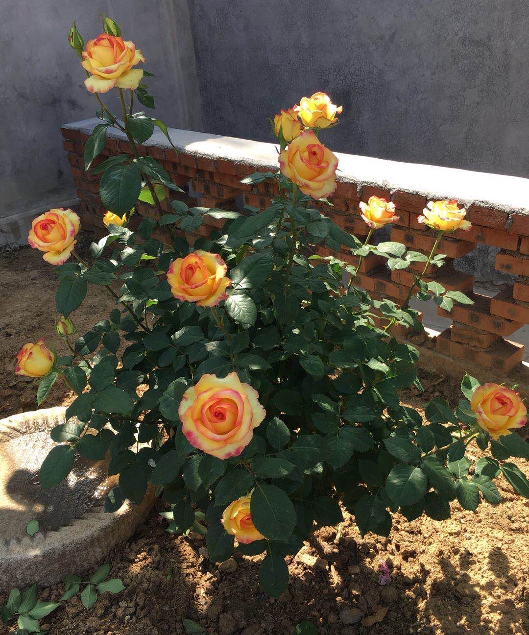 喜欢月季花,就养"阿班斯",皮实好养,花大色美,四季有花开__财经头条