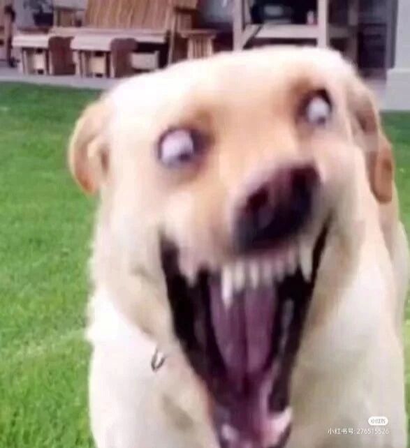 搞笑图片 可以做成微信表情包喔!